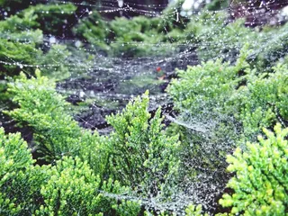 扁柏，柏树，柏树，树，绿色，植物