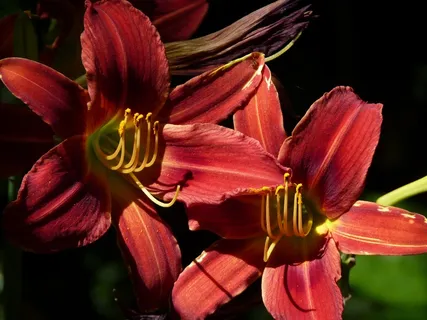 花，红色，百合，开花，性质，关闭