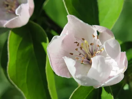 木瓜,树,开花,花,特写,分支机构 木瓜,树,开花,花,特写,分支机构