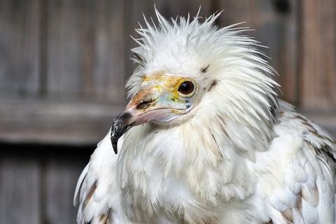 鸟，雕，动物，自然，野生动物，鸟嘴，野生