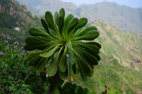 永生,厚板温室,景天科,植物 永生,厚板温室,景天科,植物