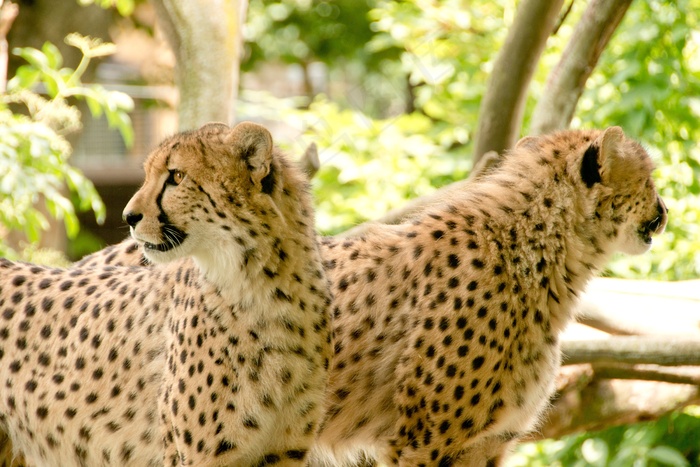 非洲，肯尼亚，野生动物园，自然，假期，国家公园
