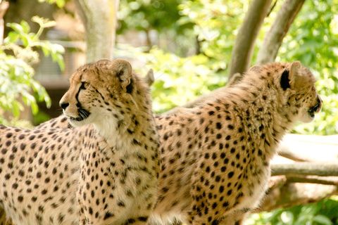 非洲，肯尼亚，野生动物园，自然，假期，国家公园