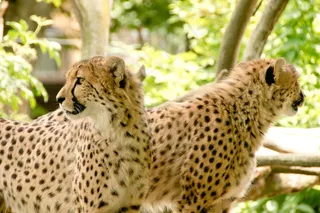 非洲，肯尼亚，野生动物园，自然，假期，国家公园