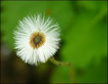 植物,花,鲜花,性质,蒲公英,夏天 植物,花,鲜花,性质,蒲公英,夏天