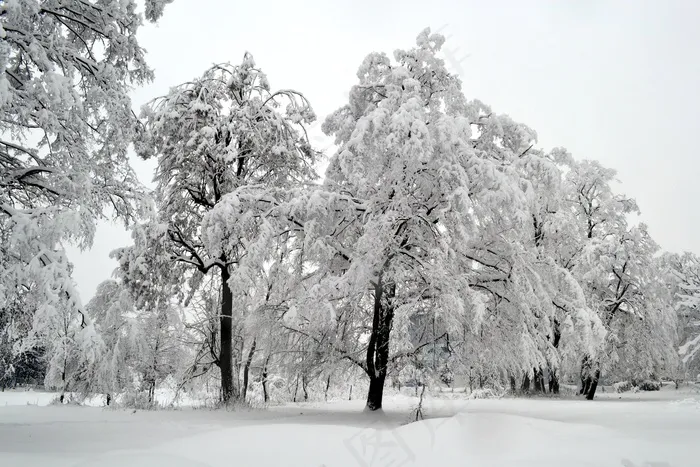 冬季，树，白色，雪，季节，寒冷，景观