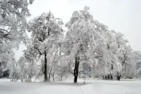 冬季，树，白色，雪，季节，寒冷，景观