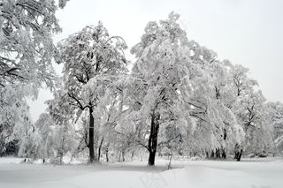冬季，树，白色，雪，季节，寒冷，景观