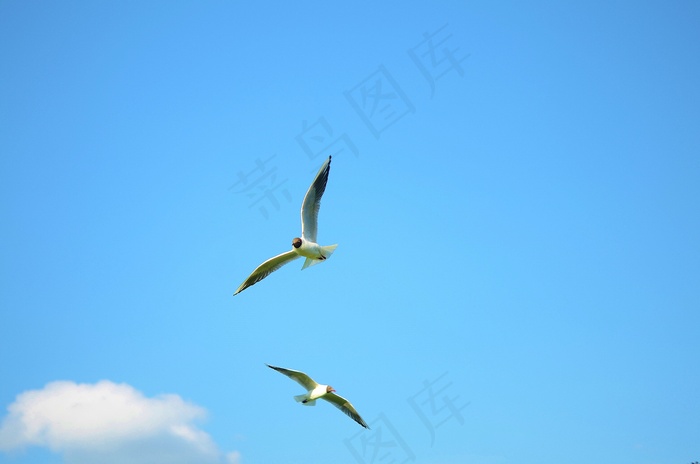 鸟飞，海鸥，动物，水禽，沧海，丹麦，Laesoe