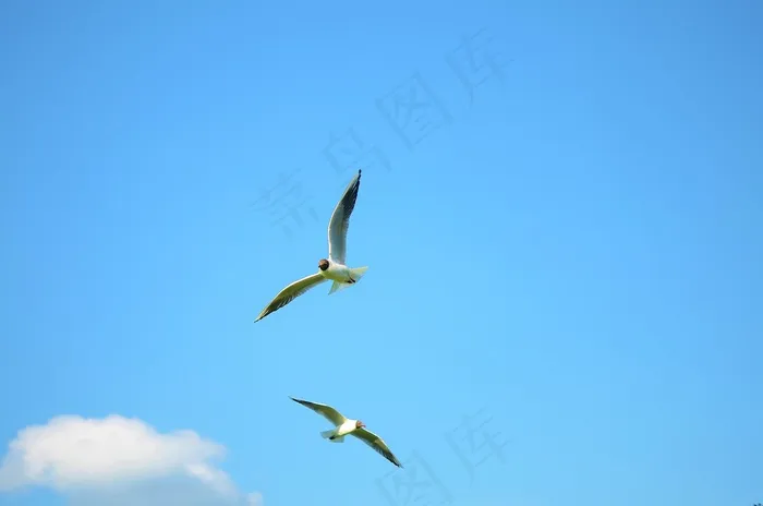 鸟飞，海鸥，动物，水禽，沧海，丹麦，Laesoe
