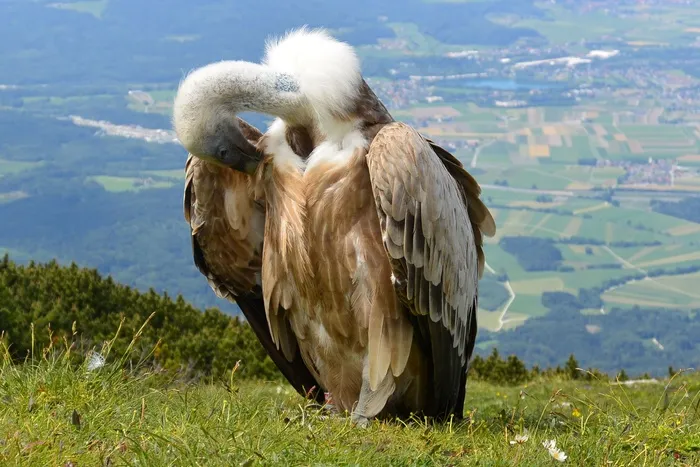 秃鹰，鸟，Aas脸，萨尔茨堡，奥地利，温特贝格