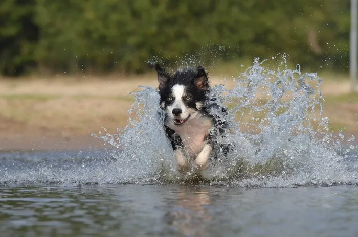 边境牧羊犬，跳，水，英国牧羊犬，夏天