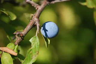 大自然，黑刺李，浆果，作物，科