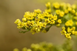 金棒，植物，鲜花，黄色，黄色的花朵