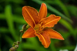 百合，黄花菜，花园，橙色，植物群，花卉园