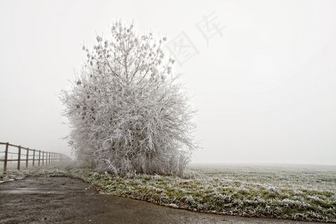 冬天，成熟，树，冷，景观