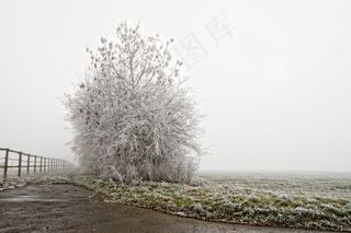 冬天，成熟，树，冷，景观