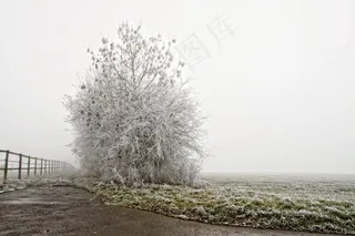 冬天，成熟，树，冷，景观