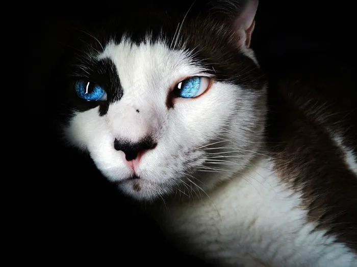 暹罗猫，蓝眼睛，可爱，猫的，白，猫，宠物