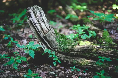 生态林,树干,松林,树根,毛叶桫椤,老分支 生态林,树干,松林,树根,毛叶桫椤,老分支