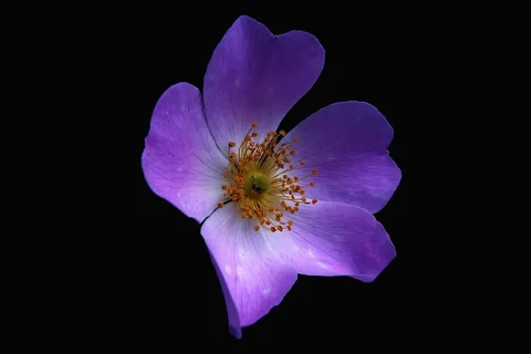 花,性质,宏,花瓣,雄蕊,花,紫 花,性质,宏,花瓣,雄蕊,花,紫