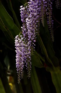 甘氨酸,仙人掌,花,蓝色,春天,花园 甘氨酸,仙人掌,花,蓝色,春天,花园