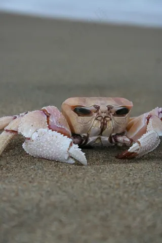 蟹，沙，海滩，海洋，甲壳动物，海洋，爪