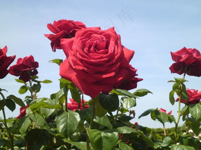 玫瑰，花，园林花卉，花的，植物，自然