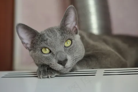 动物，猫，宠物，猫的眼睛，猫的眼睛，肖像