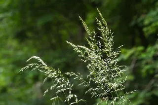 草，绿色，散景，植物，性质，软，野生药草