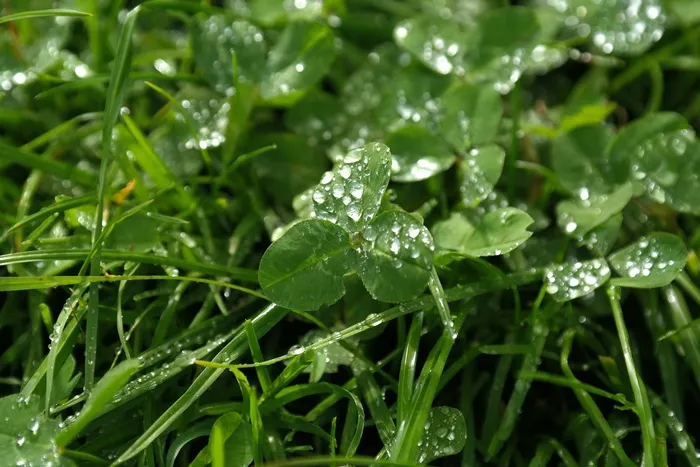 克莱，红三叶草，三叶草，滴水，雨滴