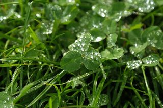 克莱，红三叶草，三叶草，滴水，雨滴