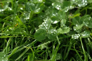 克莱，红三叶草，三叶草，滴水，雨滴