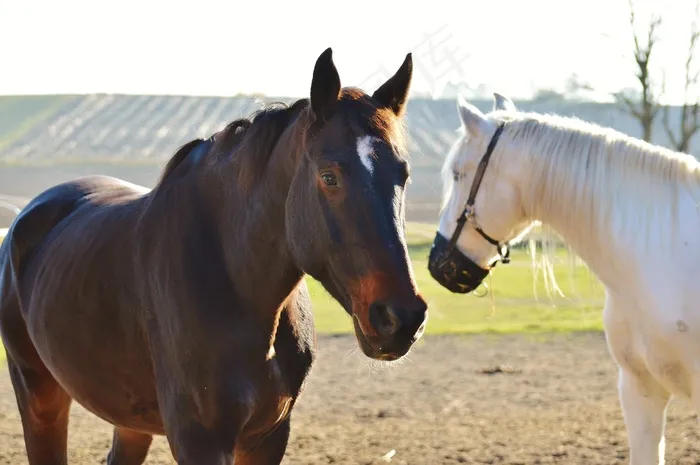 马，骑，Reiterhof，动物，联轴器，草地，太阳晒
