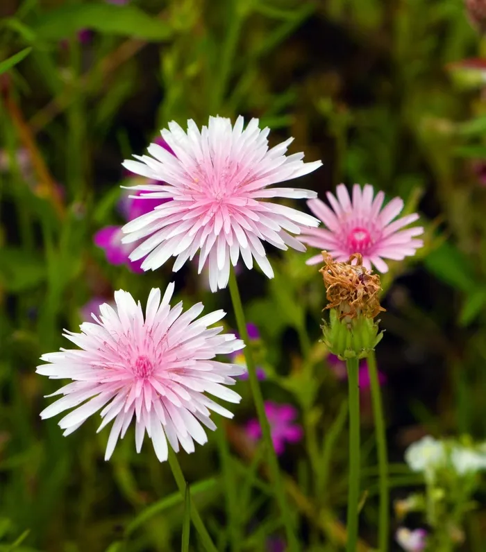 鲜花，花，粉红色，粉红色的花朵，花的，自然