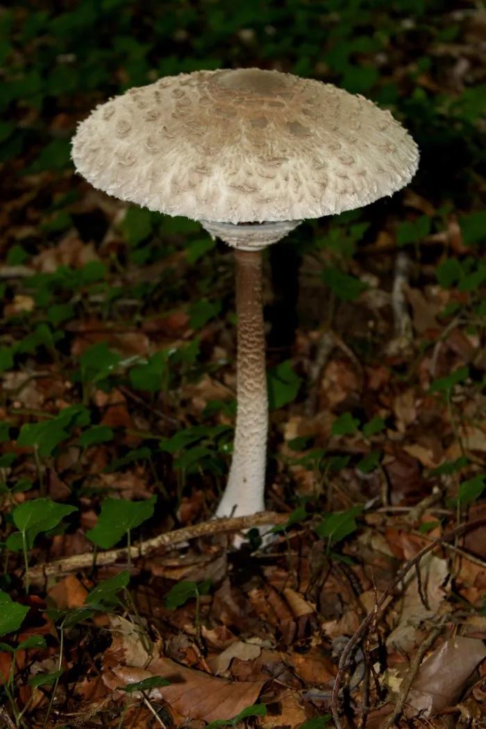 真菌，森林，森林蘑菇，秋天，自然