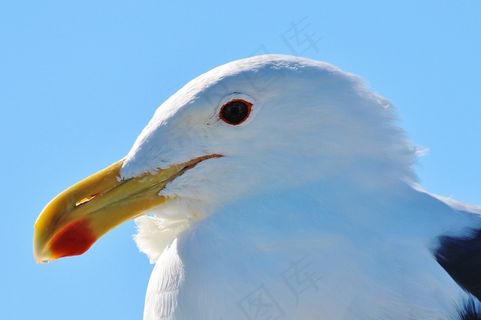 海鸥，动物肖像，关闭，比尔，春天，肖像