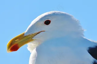 海鸥，动物肖像，关闭，比尔，春天，肖像