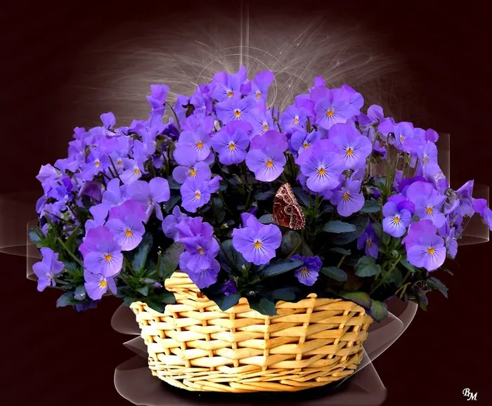 中提琴，风铃草，花，鲜花，蓝紫色，紫