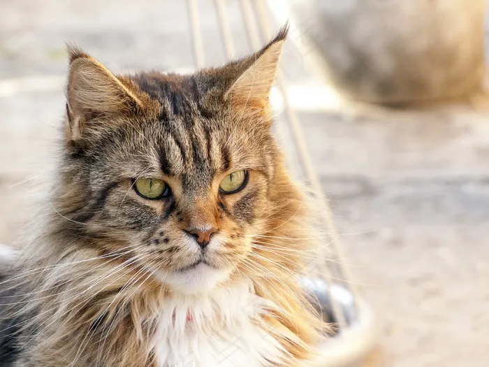 猫，小猫，自然，动物，可爱，年轻，宠物，晶须