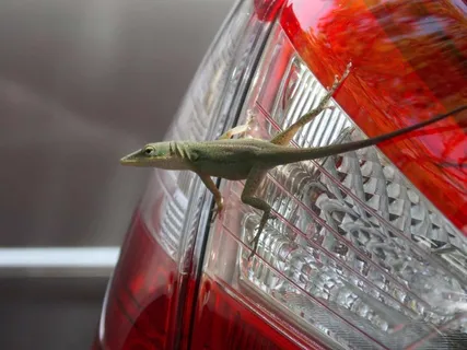 蜥蜴，动物，绿色