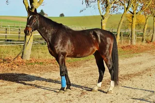 马，骑，Reiterhof，动物，联轴器，草地，太阳晒