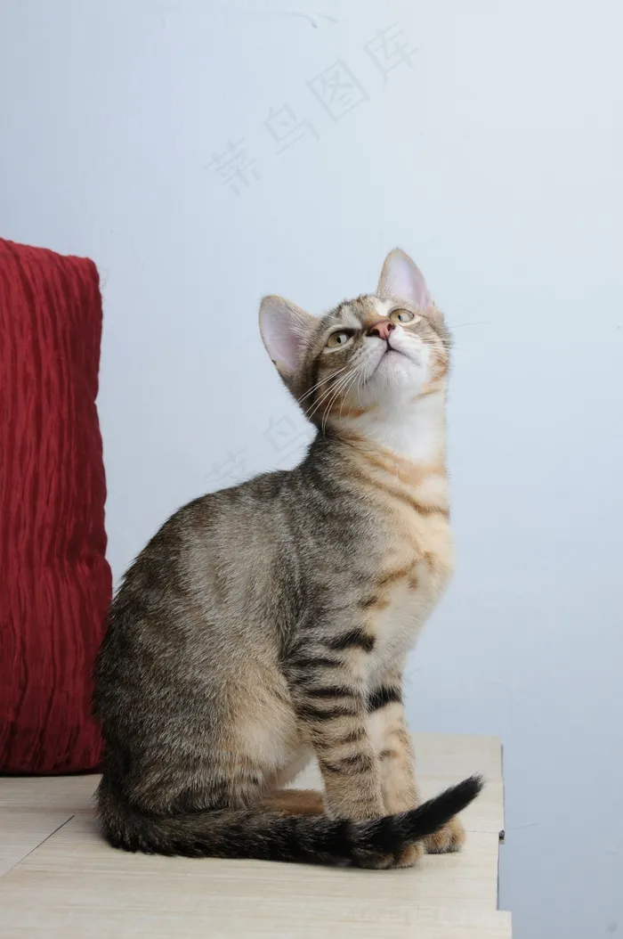 宠物，猫，星期六，凝胶评论