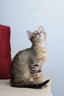 宠物，猫，星期六，凝胶评论