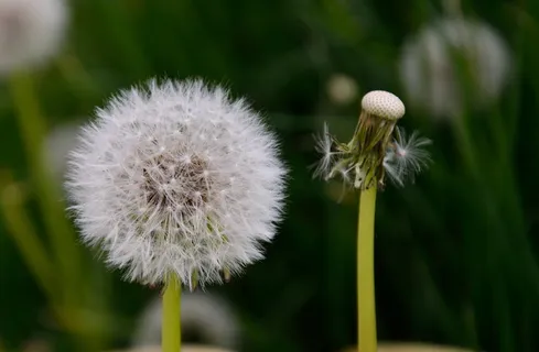 蒲公英,花,植物,性质,开花,盛开 蒲公英,花,植物,性质,开花,盛开