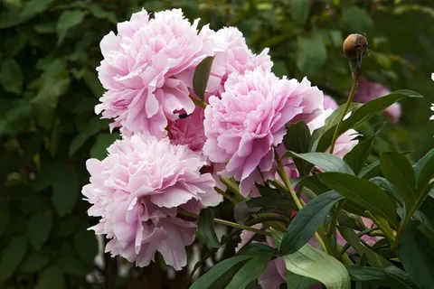 邦德玫瑰，花，有，美丽