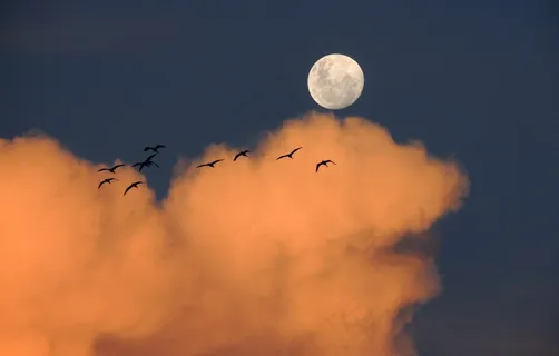 peri ganech,卡通动漫人物,月亮,天空,手,日落时满月鸟的剪影