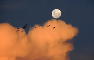 peri ganech,卡通动漫人物,月亮,天空,手,日落时满月鸟的剪影