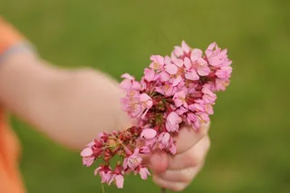 花，手，儿童，母亲，自然，白，女性