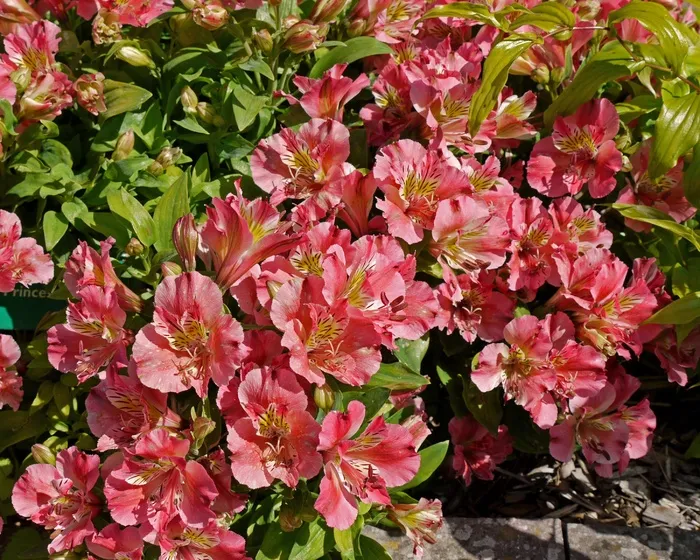 威尔士威尔士国家植物园